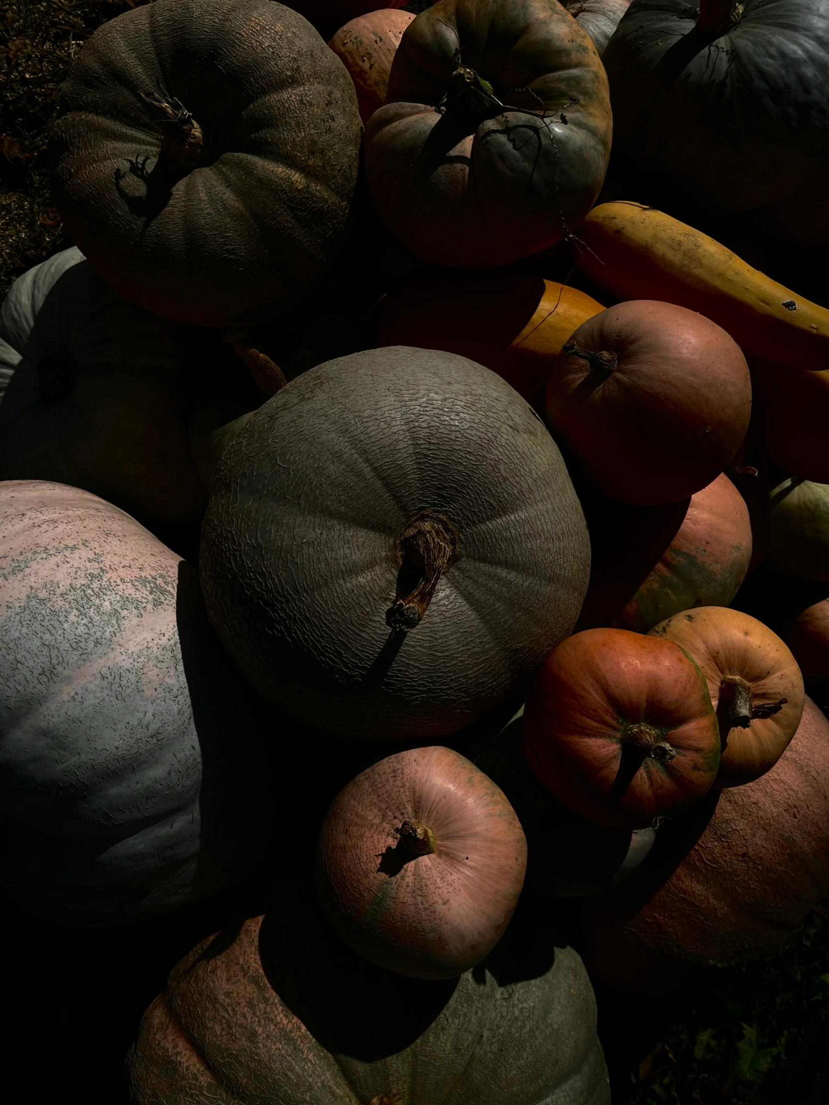 a bunch of different types of pumpkins