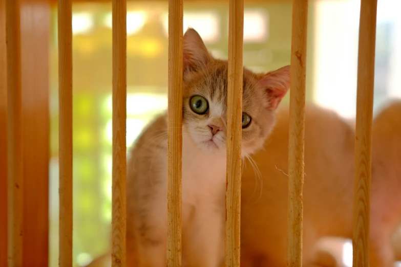 there is a cat looking out the window through the bars