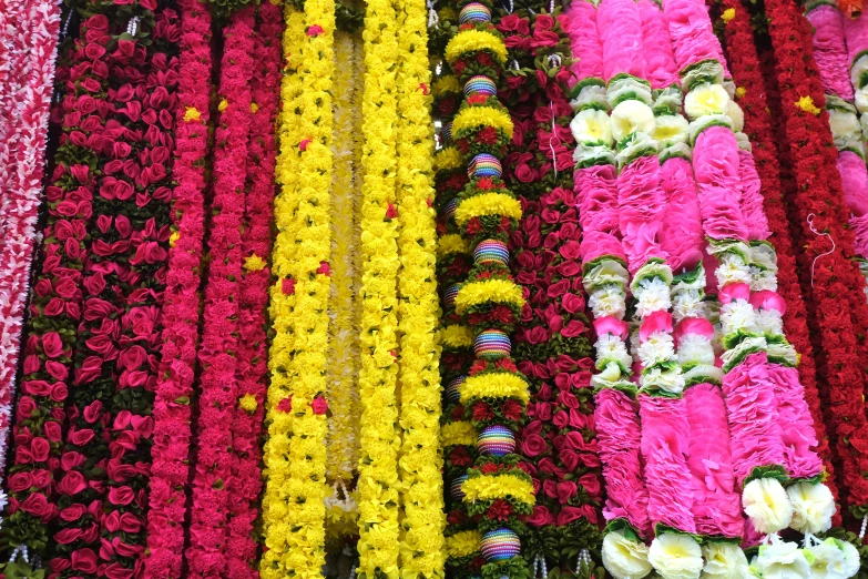 several rows of flowers that are colored and ready to be cut