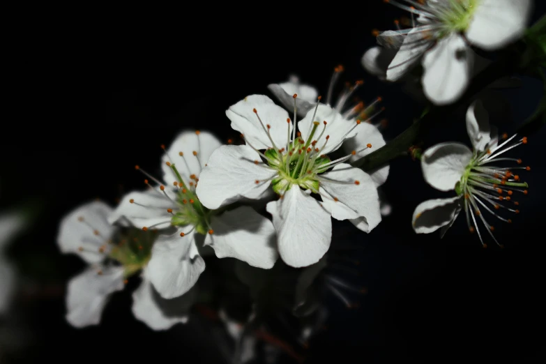 a bunch of flowers that are in the dark