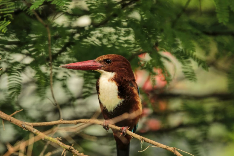 a bird is sitting on a tree nch