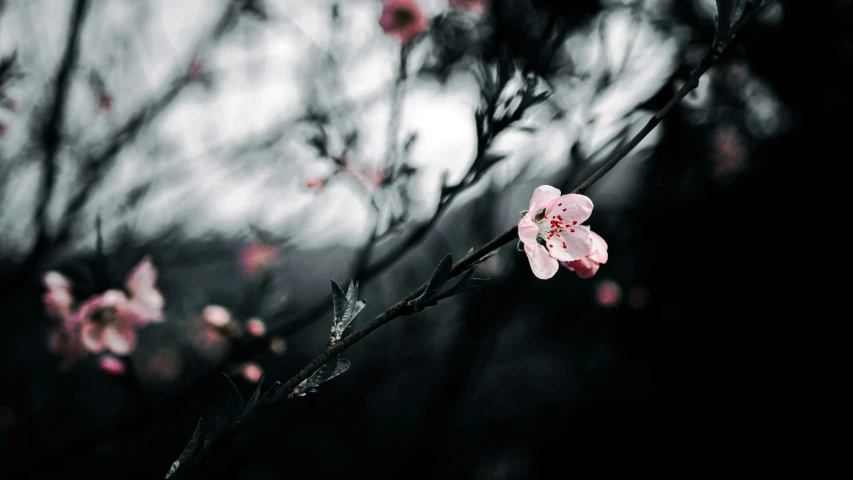 some pink flowers in a black and white background