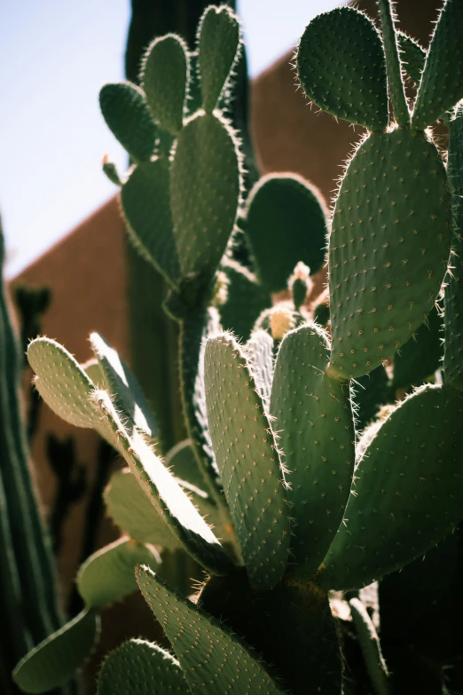 green leaves of cactus with brick in background