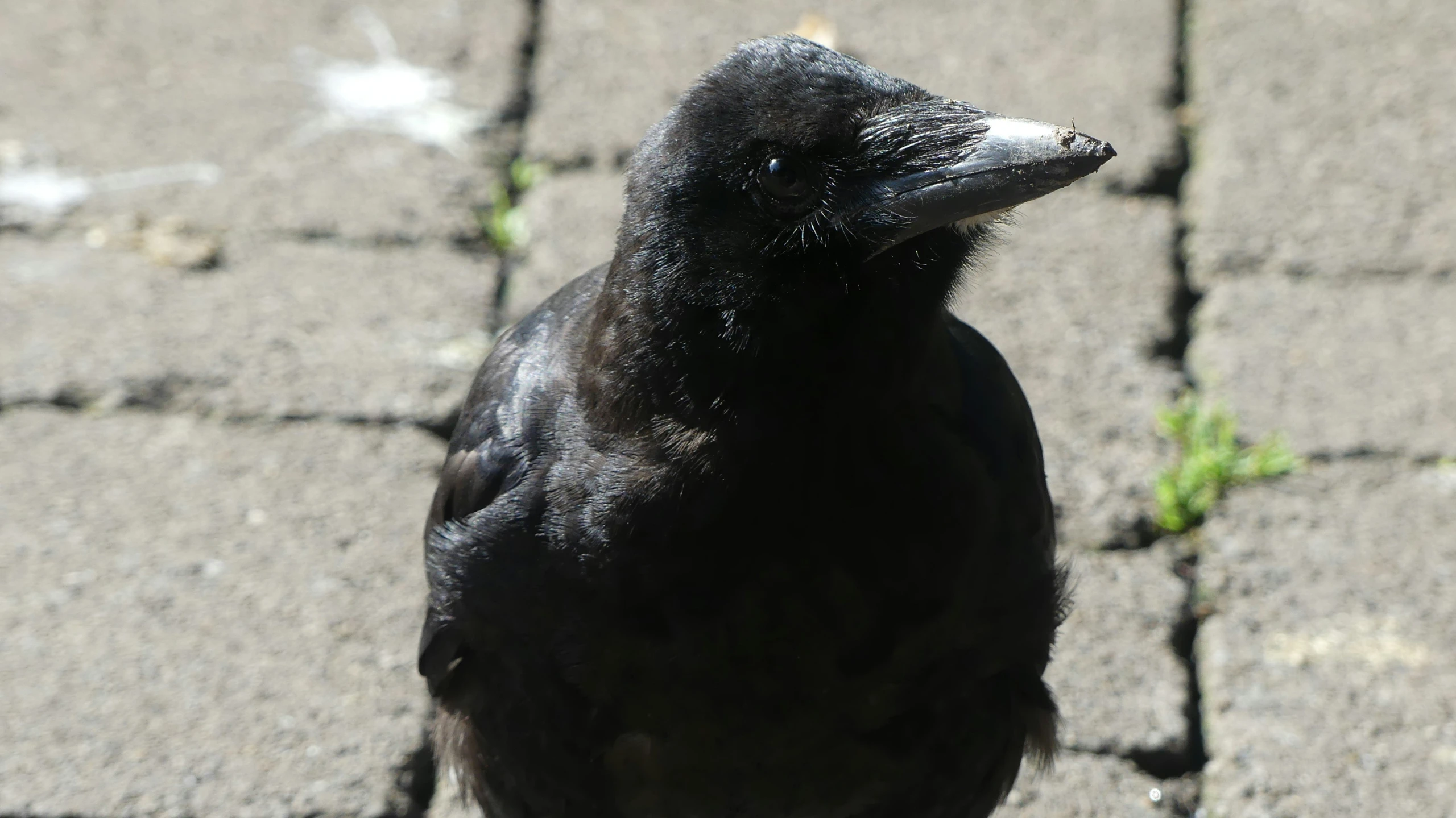 a black crow looking directly into the camera lens