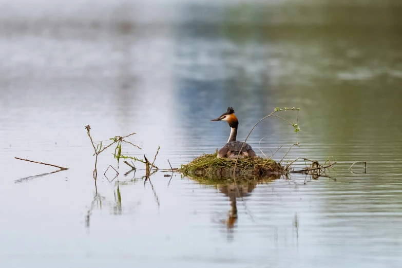 an adult swan sitting on a grass covered nest