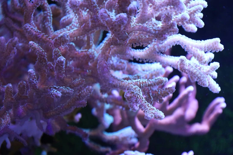 a close up of some very pretty pink coral