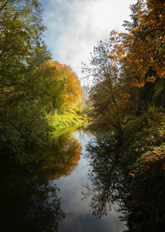 a river in a forest with trees reflected in the water