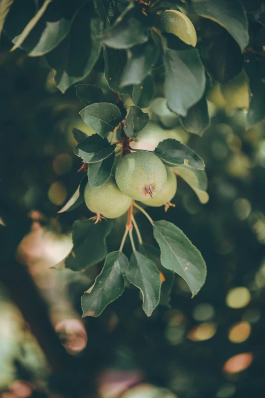 some green fruits hanging from the leaves of a tree