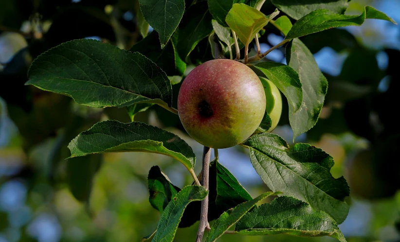an apple hangs on a tree nch outside
