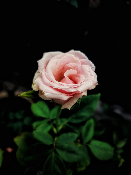 a pink rose in a black background