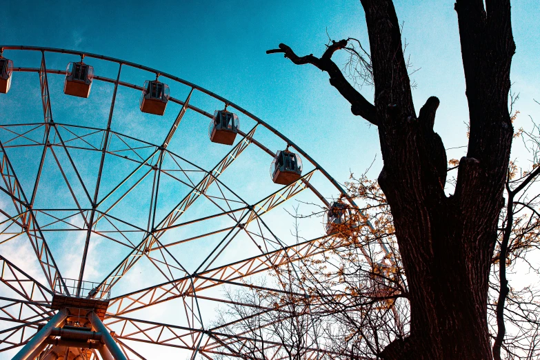 a ferris wheel next to a tree with lots of birds perched on it