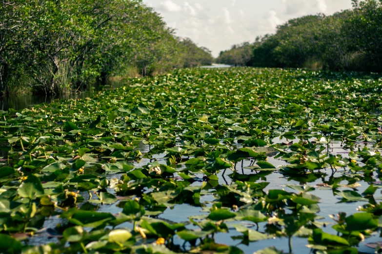 a flooded river with many leaves floating on the water