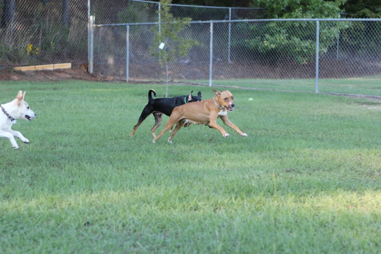 two dogs running in a field with some grass
