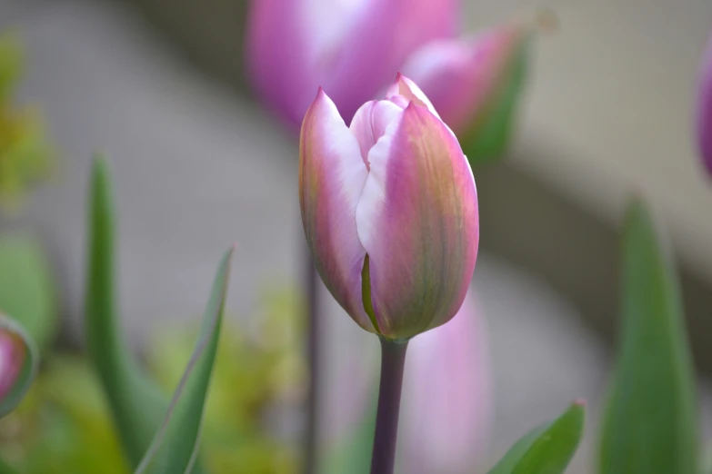 the tulip is starting to open in full bloom