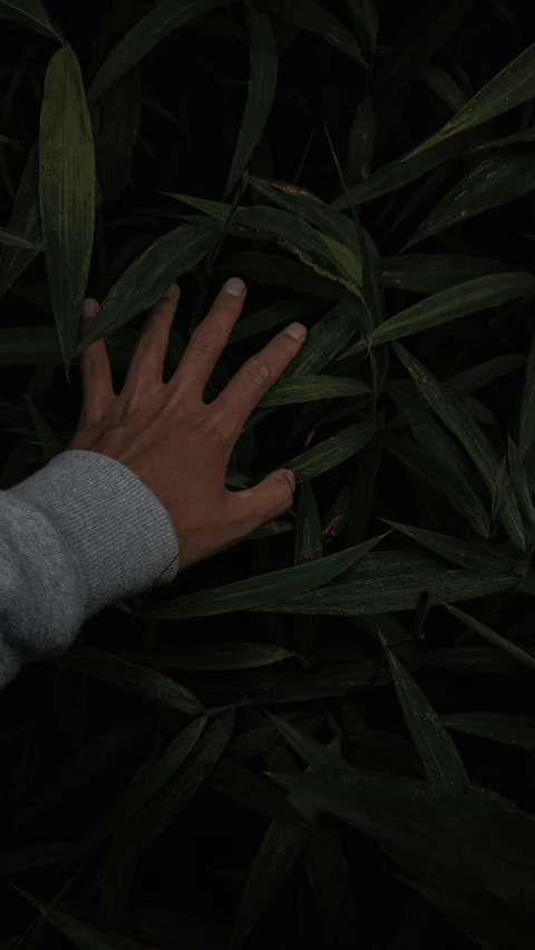 someone's hand reaching towards grass with dark background