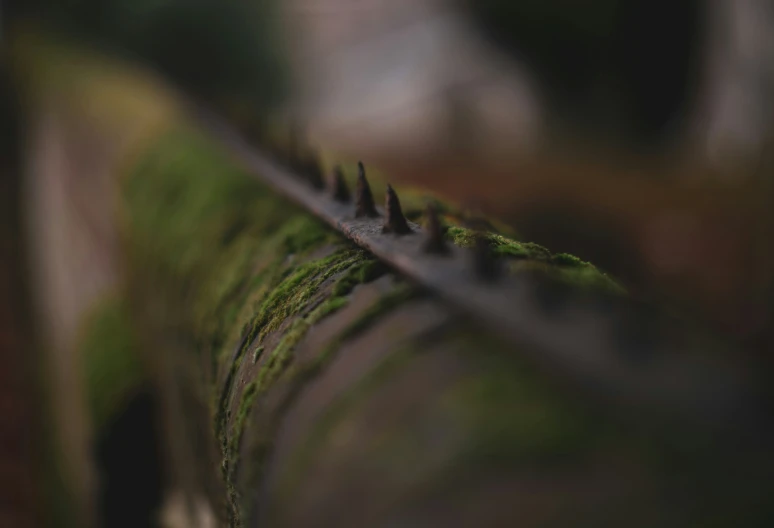 the plant is green and brown with some thin blades