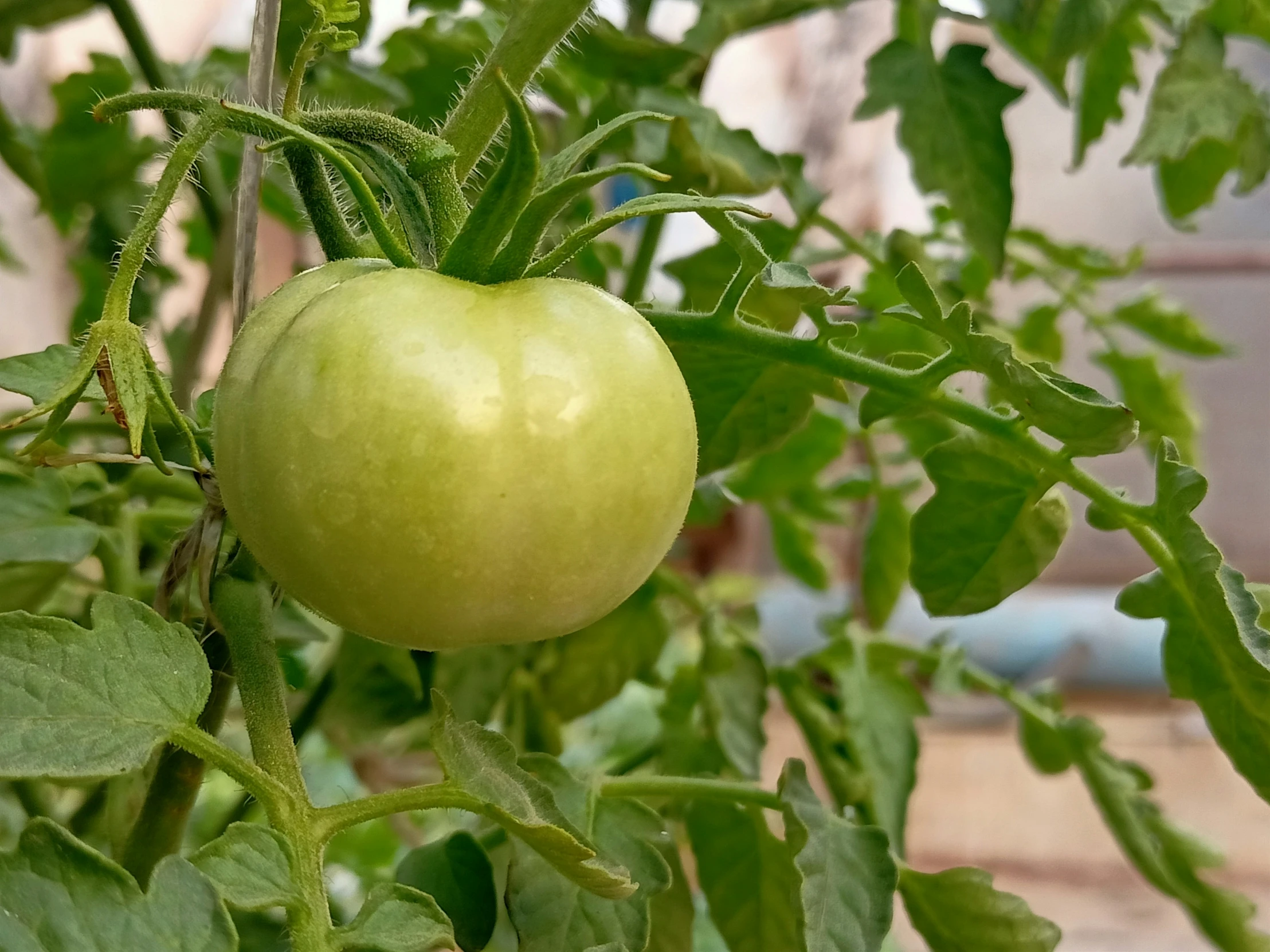 an apple that is hanging from a tree