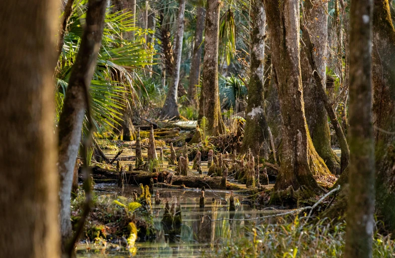 a small, shady, tropical area of a river and swamp