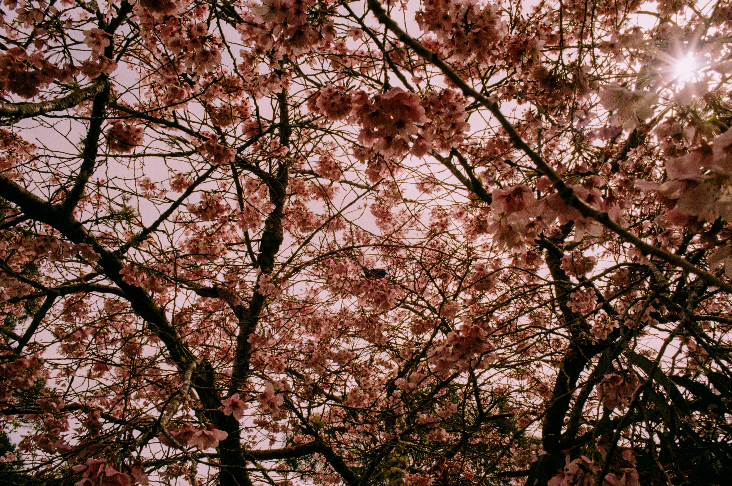 a tree with many pink flowers in front of a building