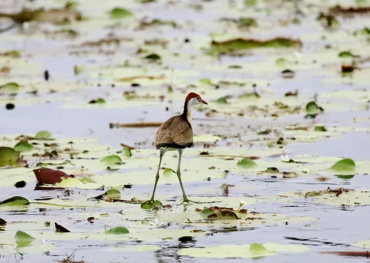a water bird standing in some muddy water