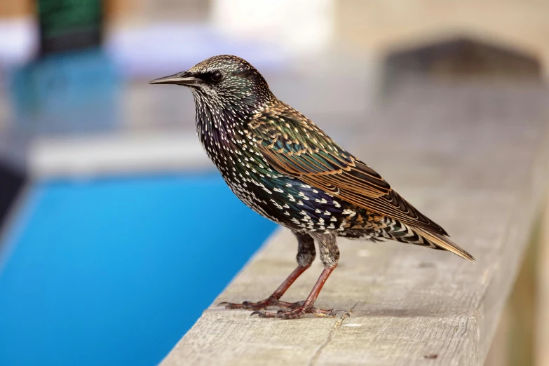 a small bird standing on the edge of a pool