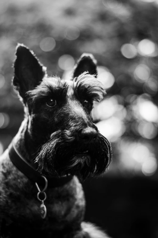 black and white pograph of a dog's face