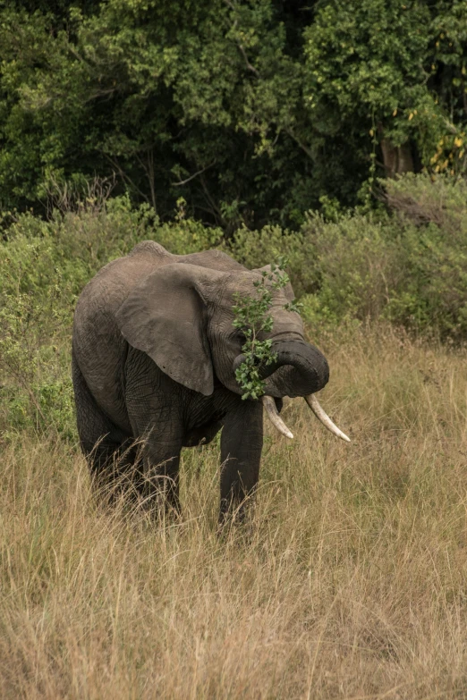 an elephant standing in the grass near some trees