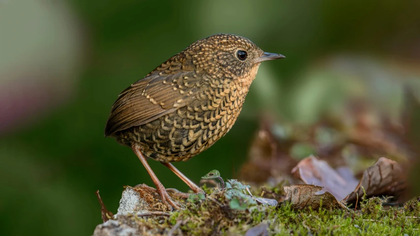 a brown bird is perched on the moss