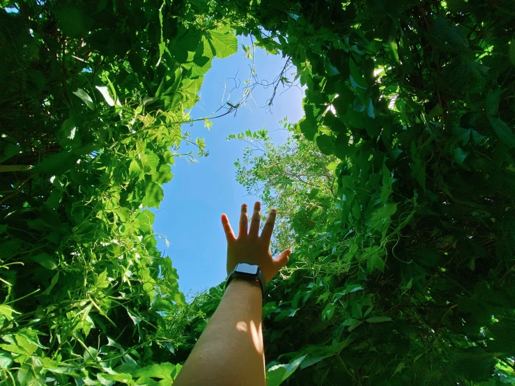 a person reaching up for a view into the woods