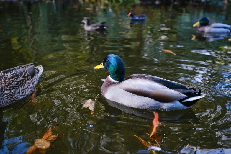 several ducks are swimming on the pond full of gold fish