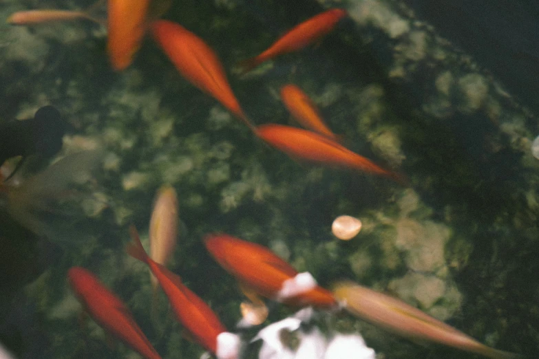 a group of fish swimming next to each other