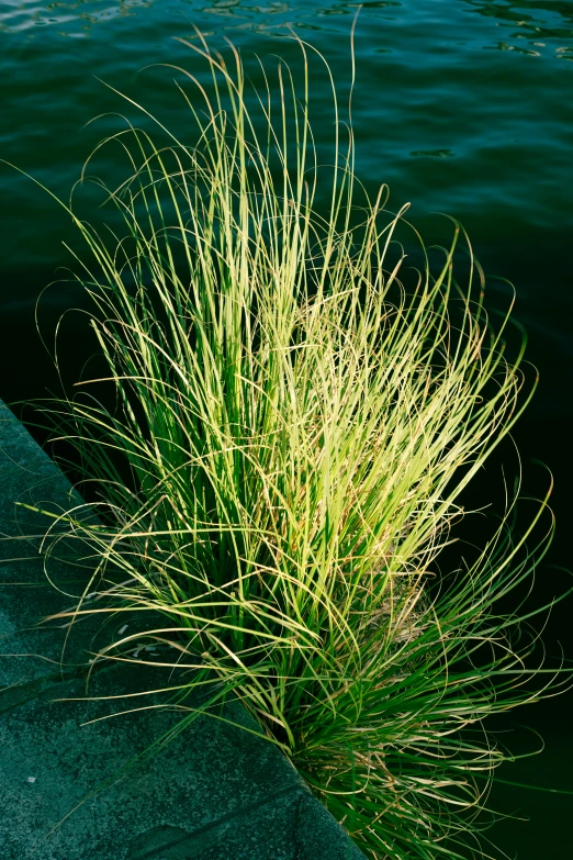 the plant is growing out of the concrete near the water