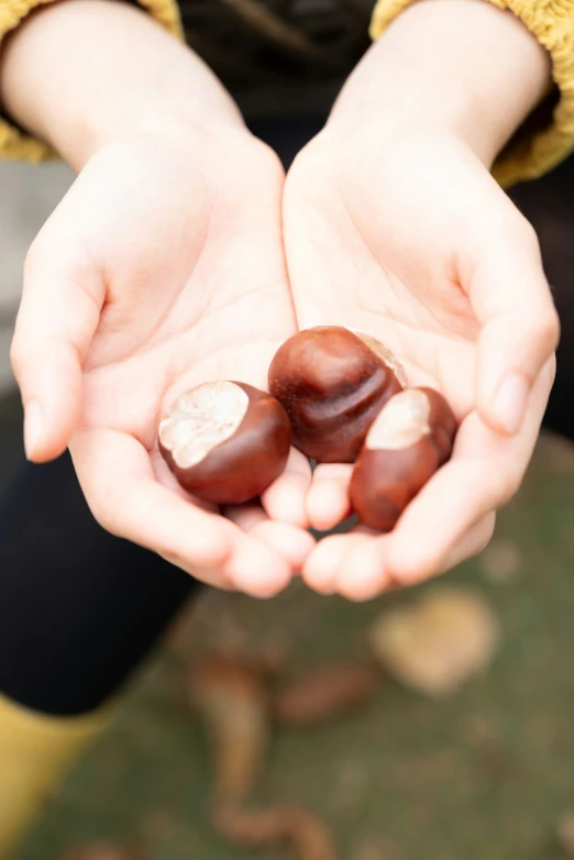 a person holds two nuts in their hands