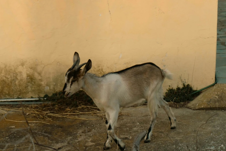 a small goat stands next to a wall