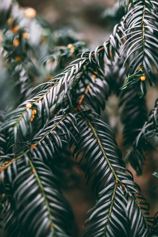 a close up of a fern tree that has very thin green leaves