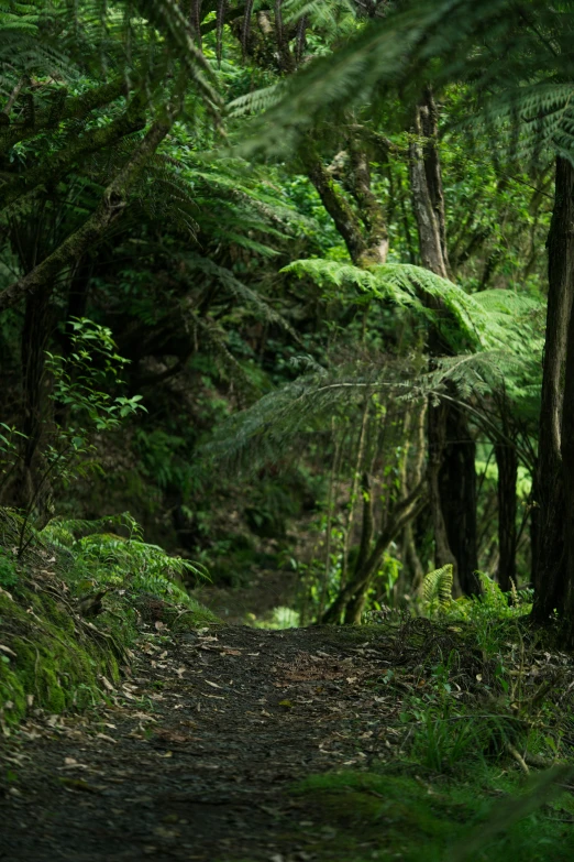 a dirt trail in the woods filled with green trees