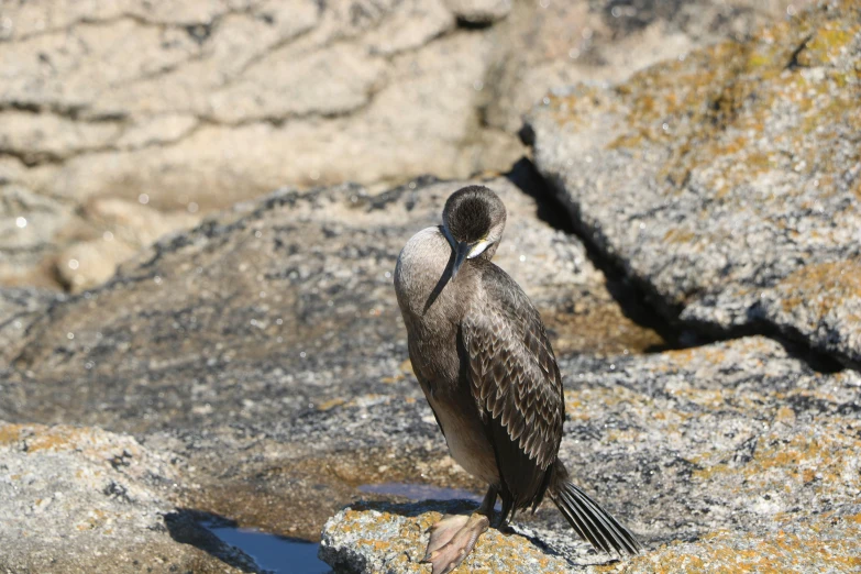 there is a bird sitting on a rock