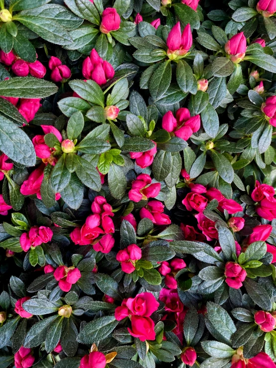 pink flowers are growing near each other on the tree