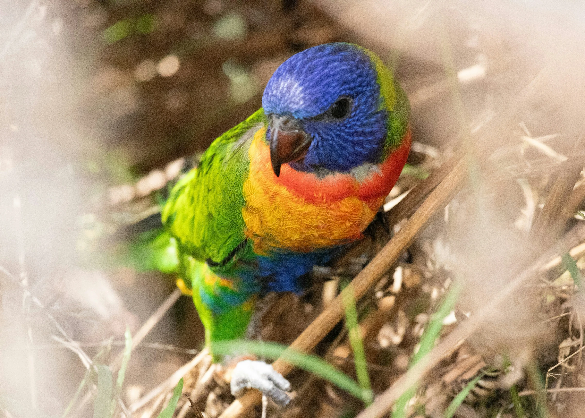 a colorful bird sitting on the ground in the grass