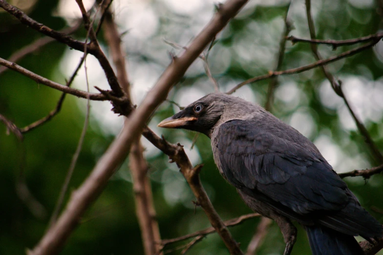 a black bird perched on a tree nch