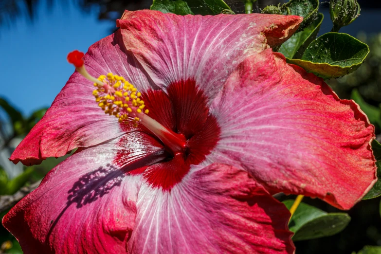 close up of a large pink flower with yellow stamen