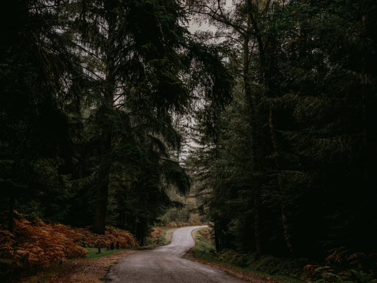 a lonely country road leads to a forest