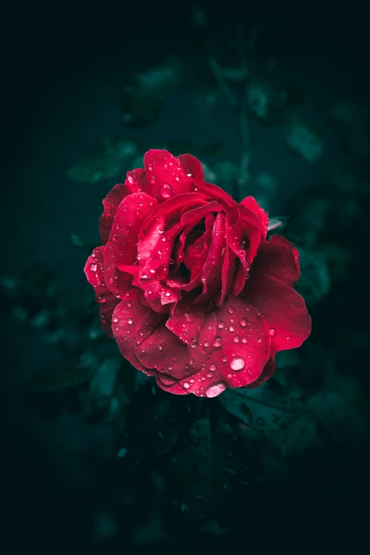 red rose with drops on the leaves in rain