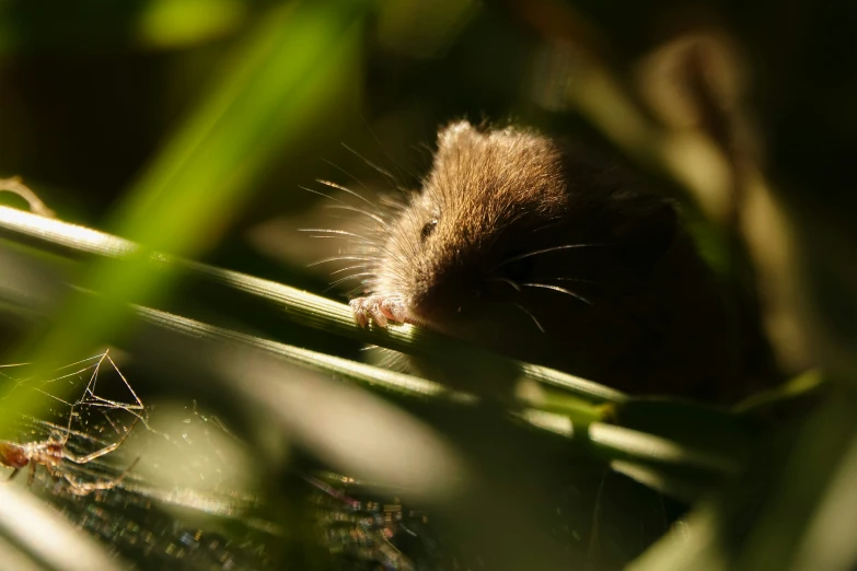 a little mouse that is sitting in a grass plant