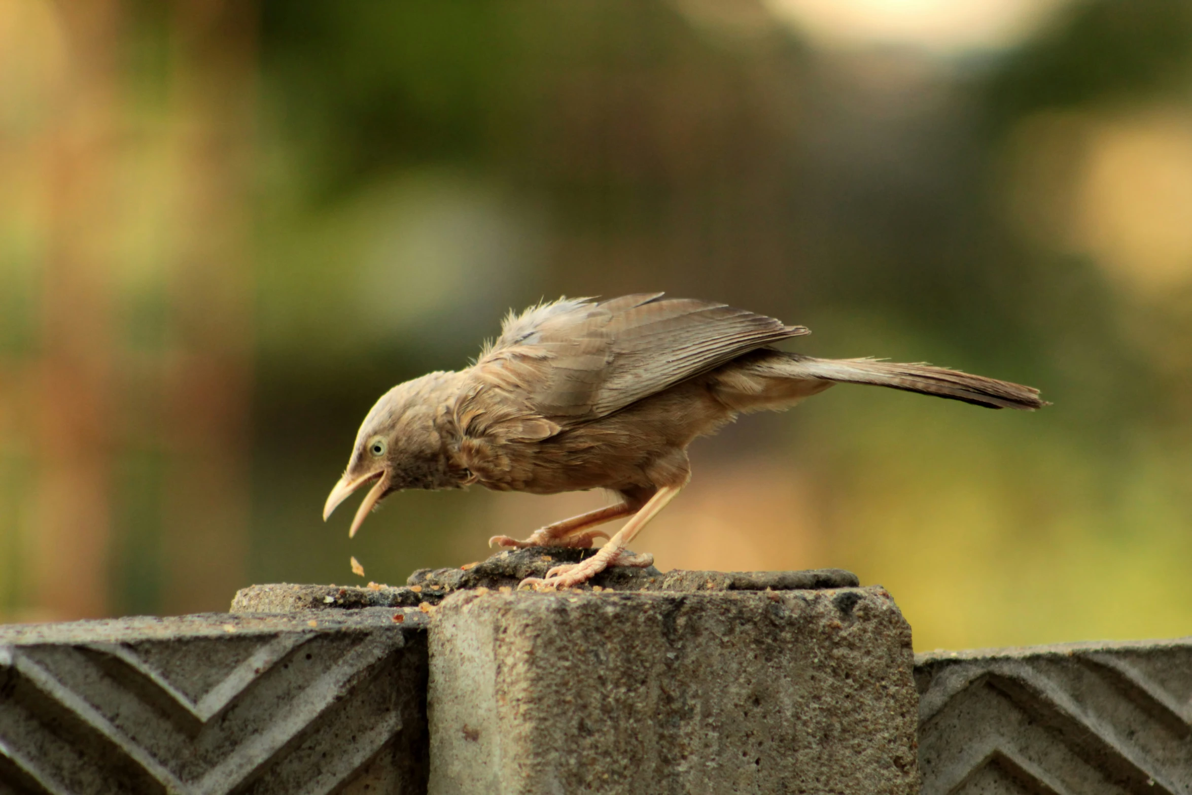 a small brown bird with a short wing perched on a wall