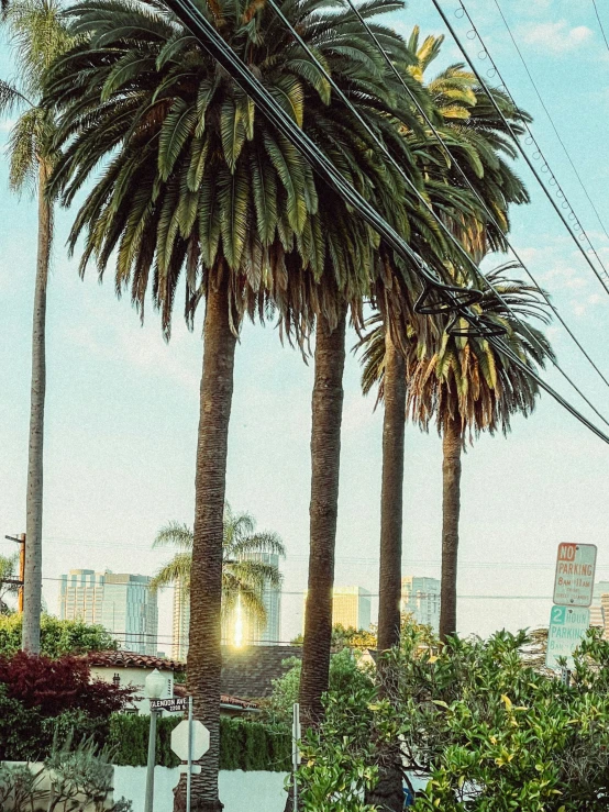 the three palm trees are visible in this artistic po