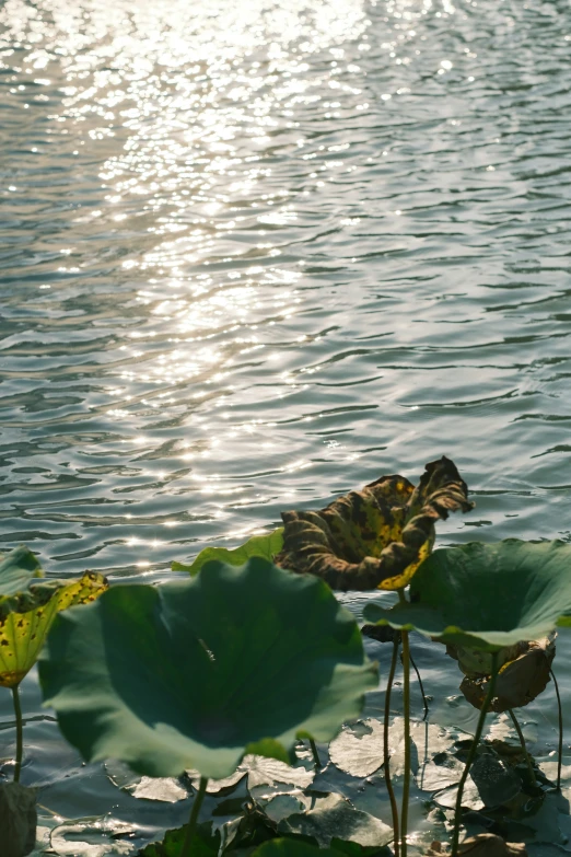 some large waterlilies on the surface of some water