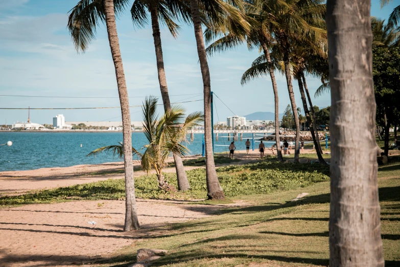 palm trees near the shoreline of a beautiful bay