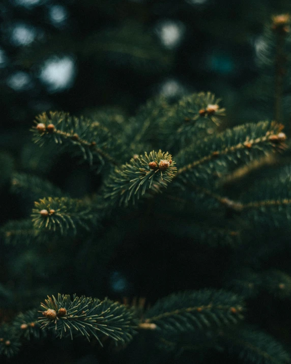 the needles of a pine tree are ready to be picked