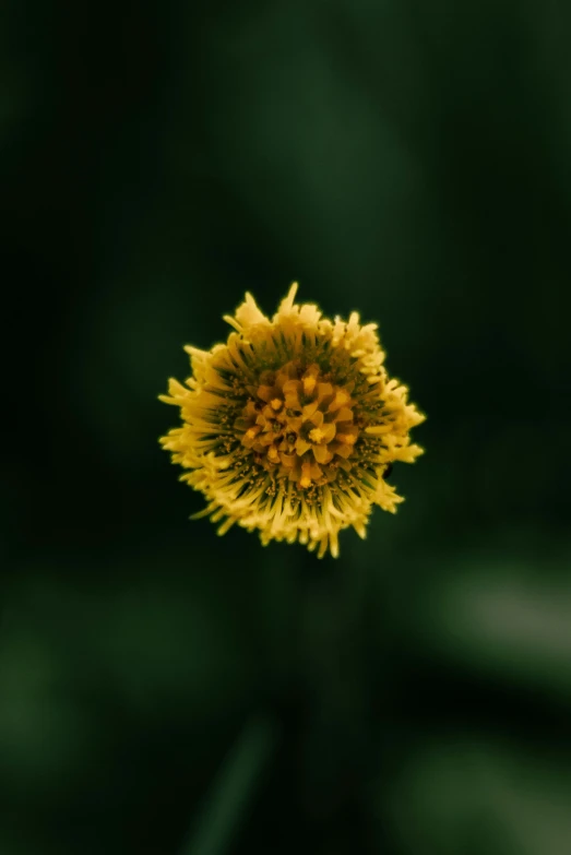 this is a picture of a closeup view of a yellow flower